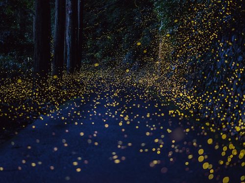 Hiramatsu Tsuneaki: l’oscuro e misterioso fotografo delle lucciole