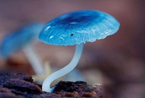 8 Immagini incredibili ti mostreranno come crescono i funghi